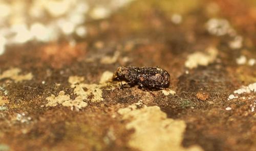 Ulorhinus bilineatus